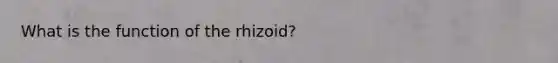 What is the function of the rhizoid?