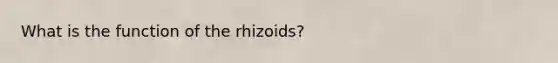 What is the function of the rhizoids?