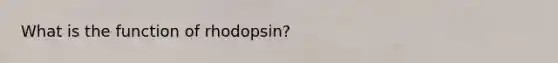 What is the function of rhodopsin?