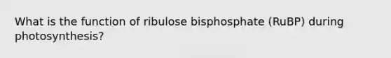 What is the function of ribulose bisphosphate (RuBP) during photosynthesis?