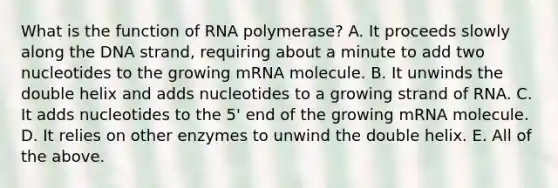 What is the function of RNA polymerase? A. It proceeds slowly along the DNA strand, requiring about a minute to add two nucleotides to the growing mRNA molecule. B. It unwinds the double helix and adds nucleotides to a growing strand of RNA. C. It adds nucleotides to the 5' end of the growing mRNA molecule. D. It relies on other enzymes to unwind the double helix. E. All of the above.