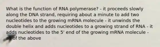 What is the function of RNA polymerase? - it proceeds slowly along the DNA strand, requiring about a minute to add two nucleotides to the growing mRNA molecule - it unwinds the double helix and adds nucleotides to a growing strand of RNA - it adds nucleotides to the 5' end of the growing mRNA molecule - all of the above