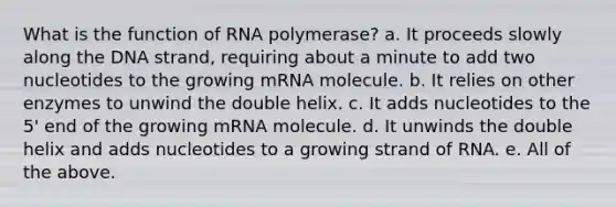 What is the function of RNA polymerase? a. It proceeds slowly along the DNA strand, requiring about a minute to add two nucleotides to the growing mRNA molecule. b. It relies on other enzymes to unwind the double helix. c. It adds nucleotides to the 5' end of the growing mRNA molecule. d. It unwinds the double helix and adds nucleotides to a growing strand of RNA. e. All of the above.