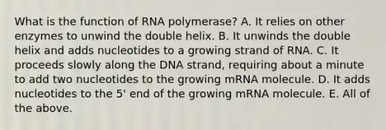 What is the function of RNA polymerase? A. It relies on other enzymes to unwind the double helix. B. It unwinds the double helix and adds nucleotides to a growing strand of RNA. C. It proceeds slowly along the DNA strand, requiring about a minute to add two nucleotides to the growing mRNA molecule. D. It adds nucleotides to the 5' end of the growing mRNA molecule. E. All of the above.