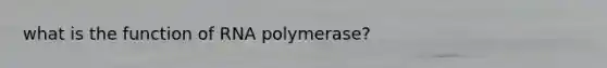 what is the function of RNA polymerase?