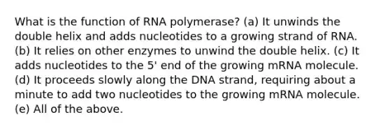 What is the function of RNA polymerase? (a) It unwinds the double helix and adds nucleotides to a growing strand of RNA. (b) It relies on other enzymes to unwind the double helix. (c) It adds nucleotides to the 5' end of the growing mRNA molecule. (d) It proceeds slowly along the DNA strand, requiring about a minute to add two nucleotides to the growing mRNA molecule. (e) All of the above.