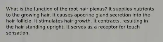 What is the function of the root hair plexus? It supplies nutrients to the growing hair. It causes apocrine gland secretion into the hair follicle. It stimulates hair growth. It contracts, resulting in the hair standing upright. It serves as a receptor for touch sensation.