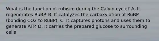 What is the function of rubisco during the Calvin cycle? A. It regenerates RuBP. B. It catalyzes the carboxylation of RuBP (bonding CO2 to RuBP). C. It captures photons and uses them to generate ATP. D. It carries the prepared glucose to surrounding cells