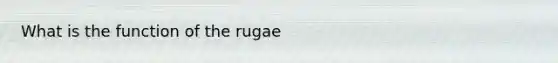 What is the function of the rugae