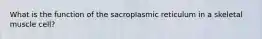 What is the function of the sacroplasmic reticulum in a skeletal muscle cell?