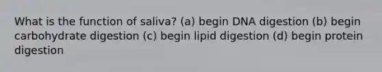 What is the function of saliva? (a) begin DNA digestion (b) begin carbohydrate digestion (c) begin lipid digestion (d) begin protein digestion