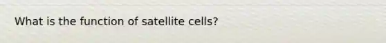 What is the function of satellite cells?