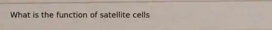 What is the function of satellite cells