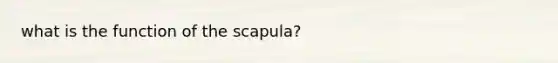 what is the function of the scapula?