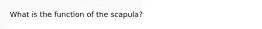 What is the function of the scapula?