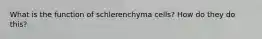 What is the function of schlerenchyma cells? How do they do this?