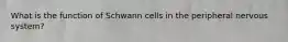 What is the function of Schwann cells in the peripheral nervous system?