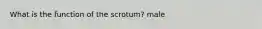 What is the function of the scrotum? male