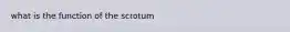 what is the function of the scrotum