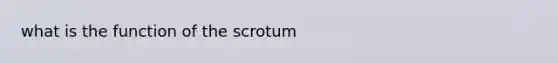 what is the function of the scrotum