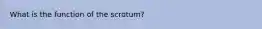 What is the function of the scrotum?