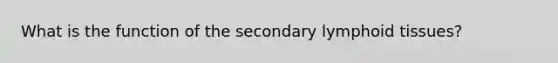 What is the function of the secondary lymphoid tissues?