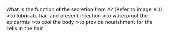 What is the function of the secretion from A? (Refer to image #3) >to lubricate hair and prevent infection >to waterproof the epidermis >to cool the body >to provide nourishment for the cells in the hair