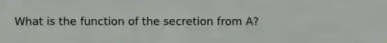 What is the function of the secretion from A?