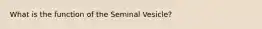 What is the function of the Seminal Vesicle?