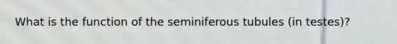 What is the function of the seminiferous tubules (in testes)?