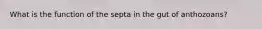 What is the function of the septa in the gut of anthozoans?