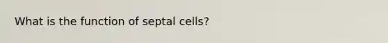 What is the function of septal cells?