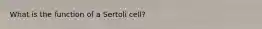 What is the function of a Sertoli cell?