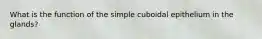 What is the function of the simple cuboidal epithelium in the glands?