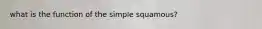 what is the function of the simple squamous?