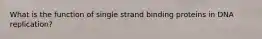 What is the function of single strand binding proteins in DNA replication?
