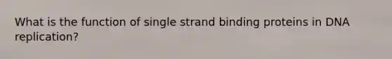 What is the function of single strand binding proteins in DNA replication?