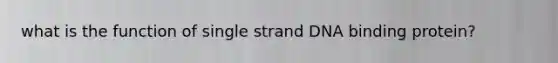 what is the function of single strand DNA binding protein?
