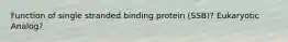 Function of single stranded binding protein (SSB)? Eukaryotic Analog?