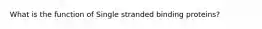 What is the function of Single stranded binding proteins?