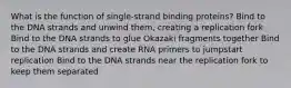 What is the function of single-strand binding proteins? Bind to the DNA strands and unwind them, creating a replication fork Bind to the DNA strands to glue Okazaki fragments together Bind to the DNA strands and create RNA primers to jumpstart replication Bind to the DNA strands near the replication fork to keep them separated