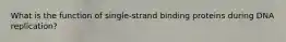 What is the function of single-strand binding proteins during DNA replication?