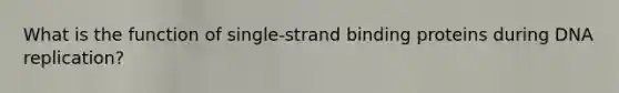 What is the function of single-strand binding proteins during DNA replication?