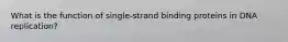 What is the function of single-strand binding proteins in DNA replication?