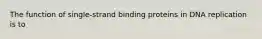 The function of single-strand binding proteins in DNA replication is to