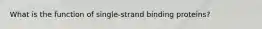 What is the function of single-strand binding proteins?