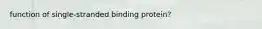 function of single-stranded binding protein?