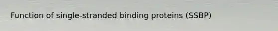 Function of single-stranded binding proteins (SSBP)