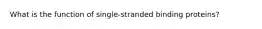 What is the function of single-stranded binding proteins?