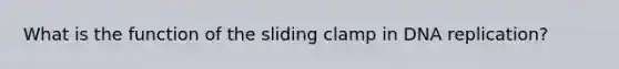 What is the function of the sliding clamp in DNA replication?